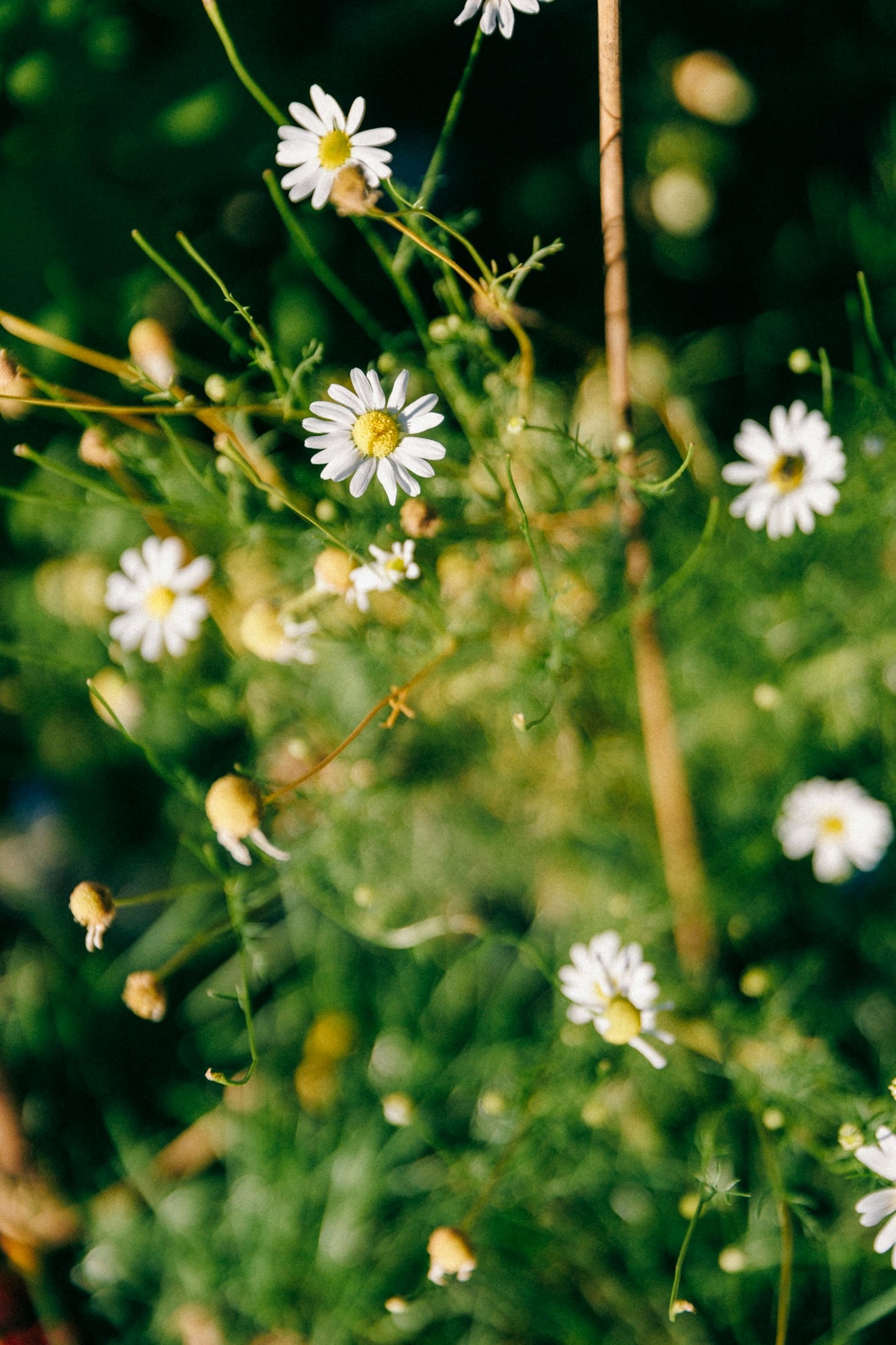 Reiki and Astrology: Balancing Energy and Insight